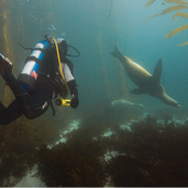 Diver with seal